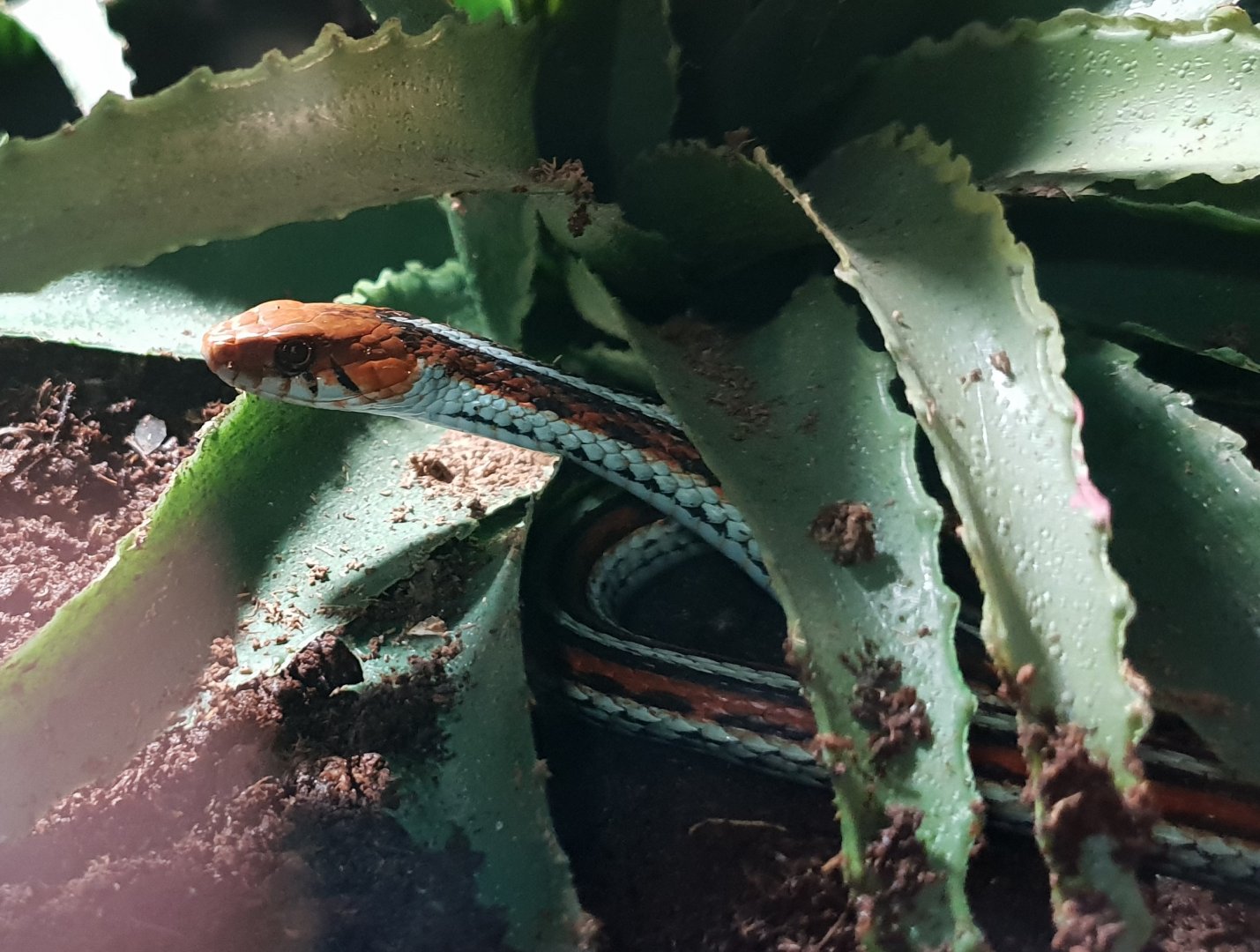 San Francisco garter snake