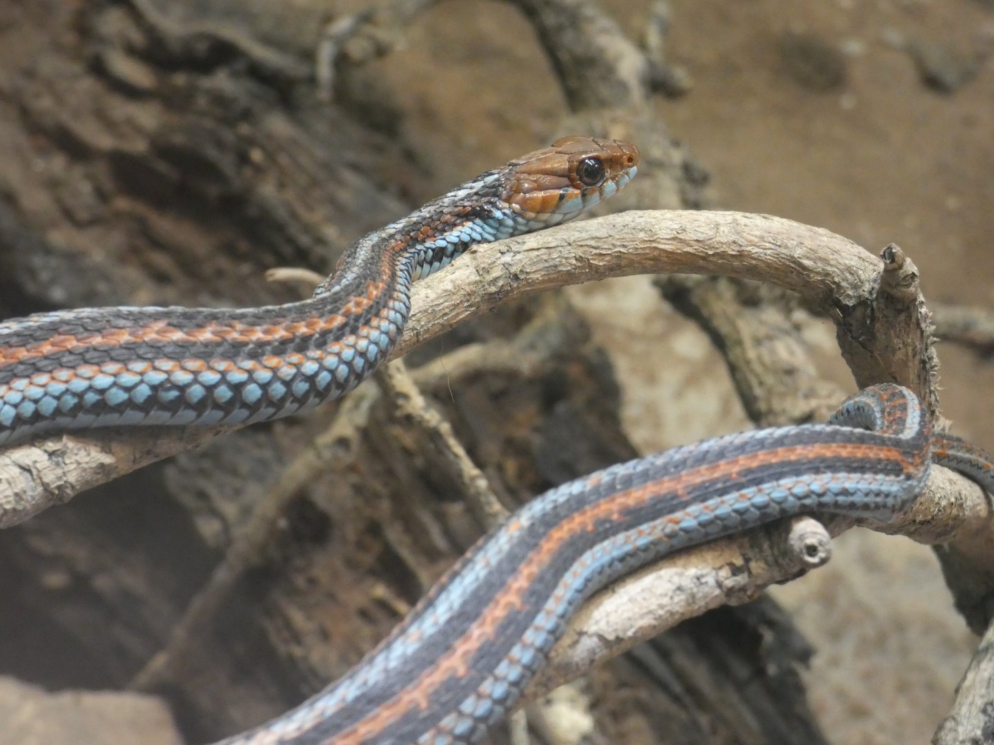 San Francisco garter snake