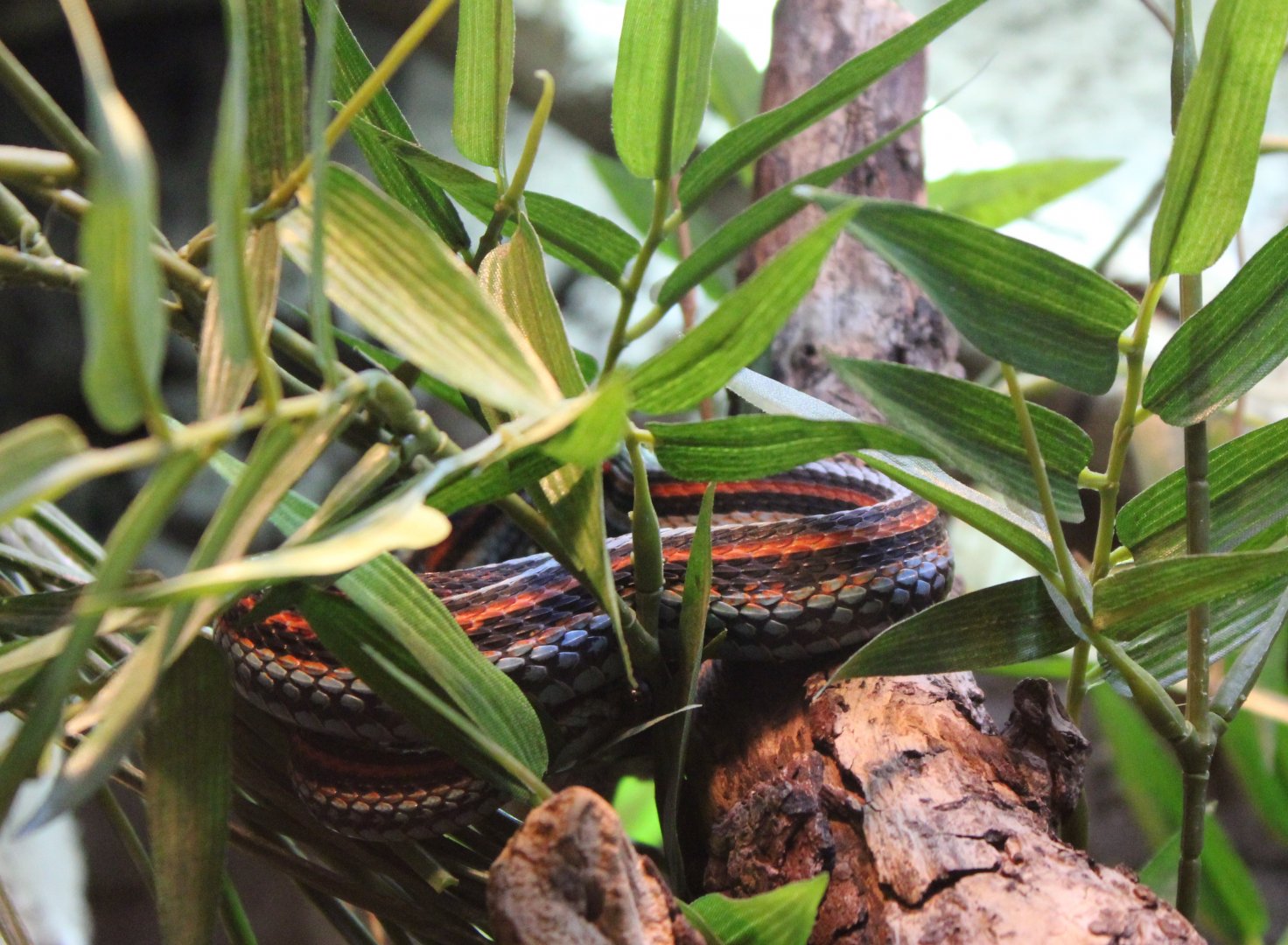 San Francisco garter snake