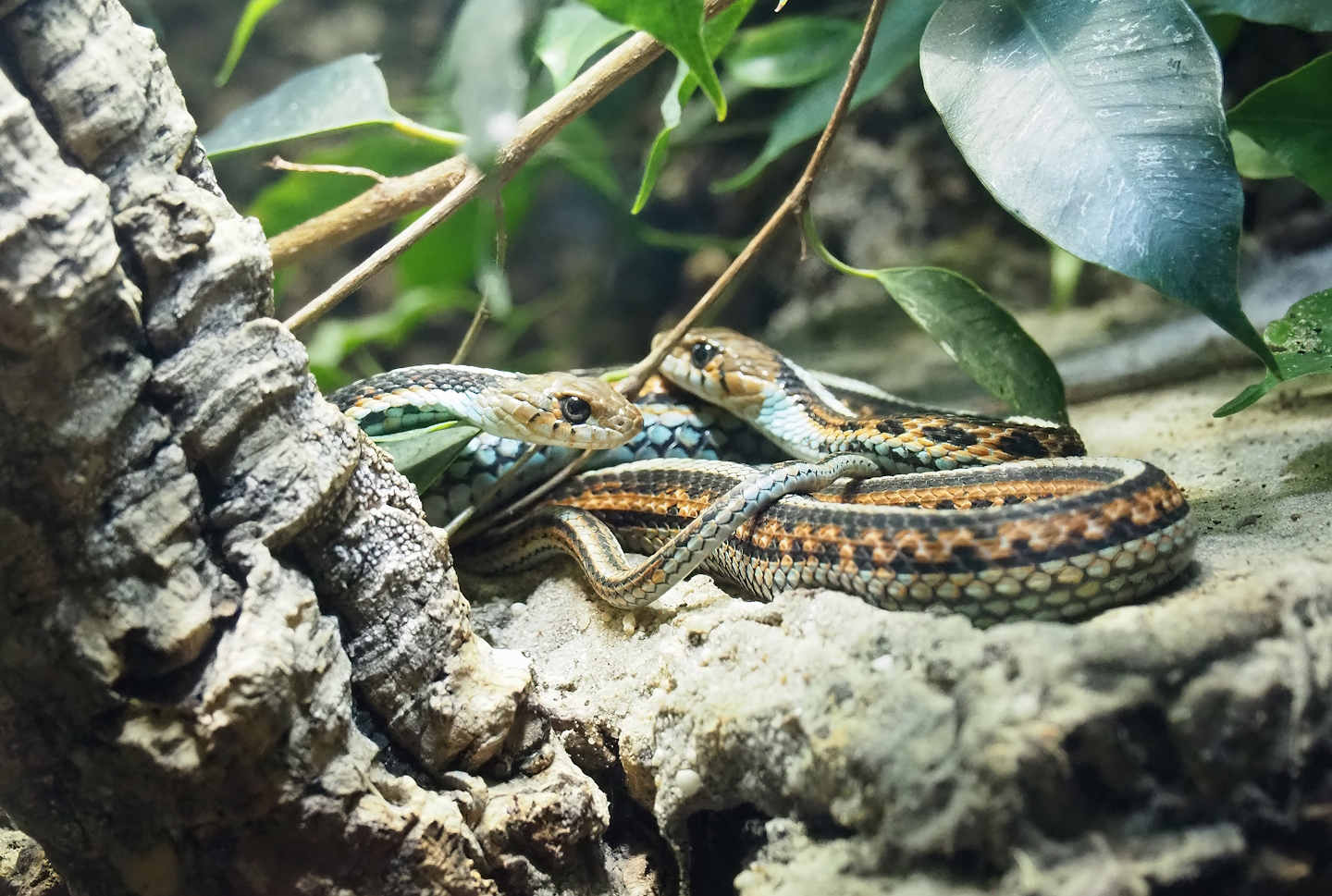 San Francisco garter snakes (Thamnophis sirtalis tetrataenia), 2023-09-24