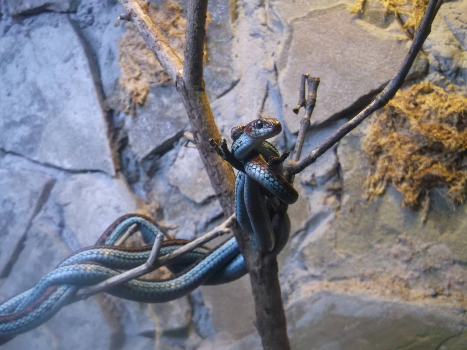 San Francisco Garter Snakes