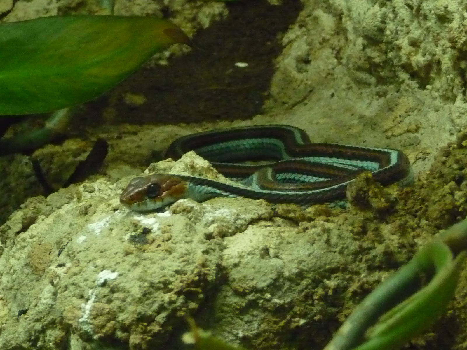 San Francisco gartersnake