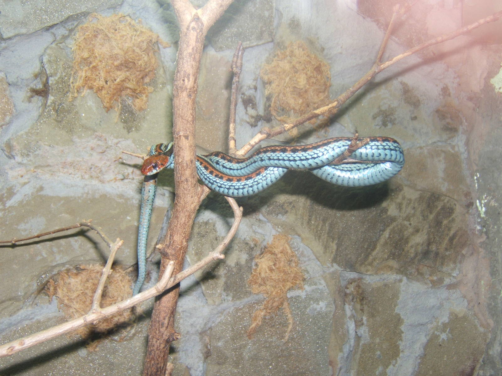 San Francisco Gartersnake