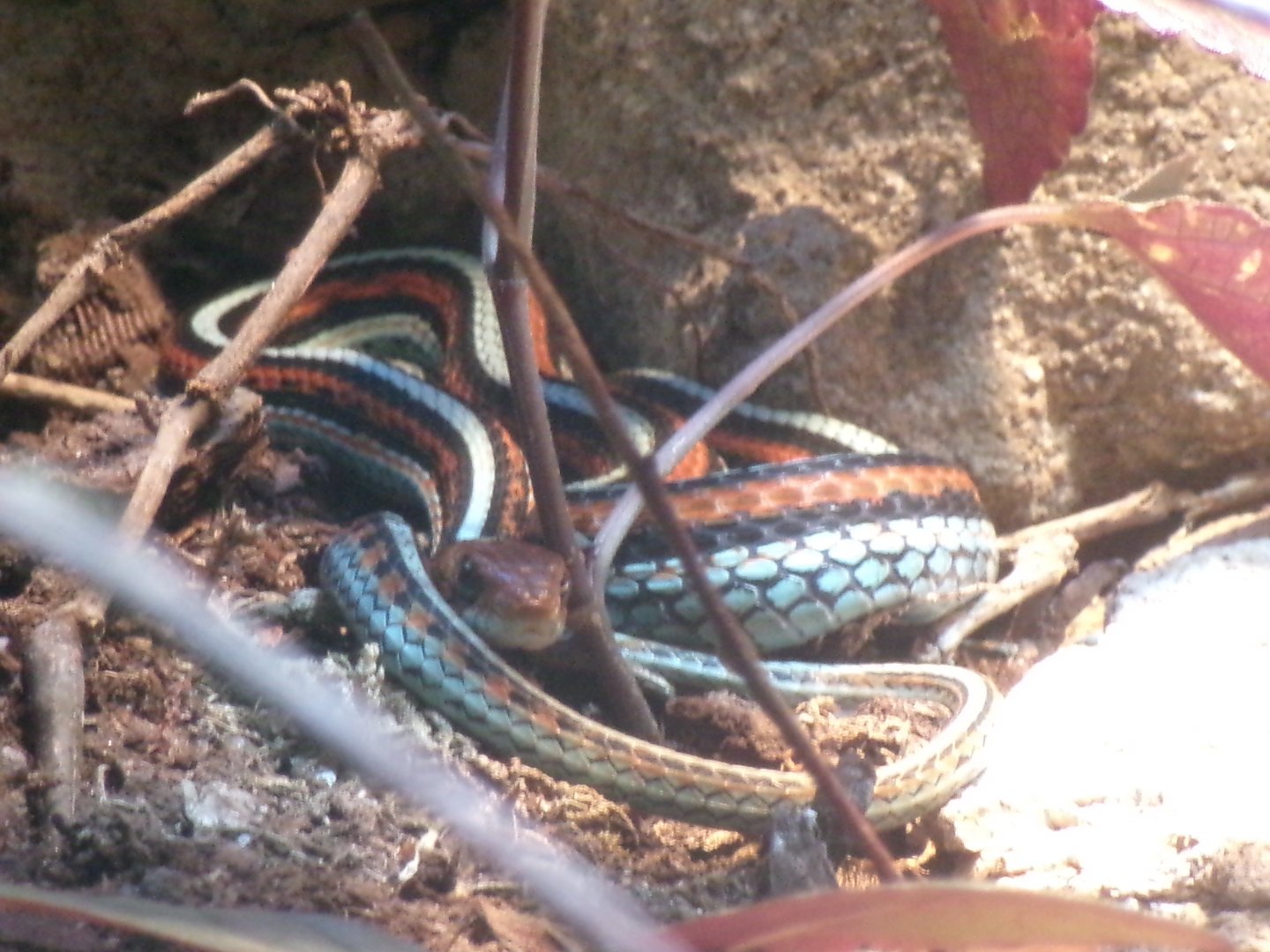 San Francisco gartersnake