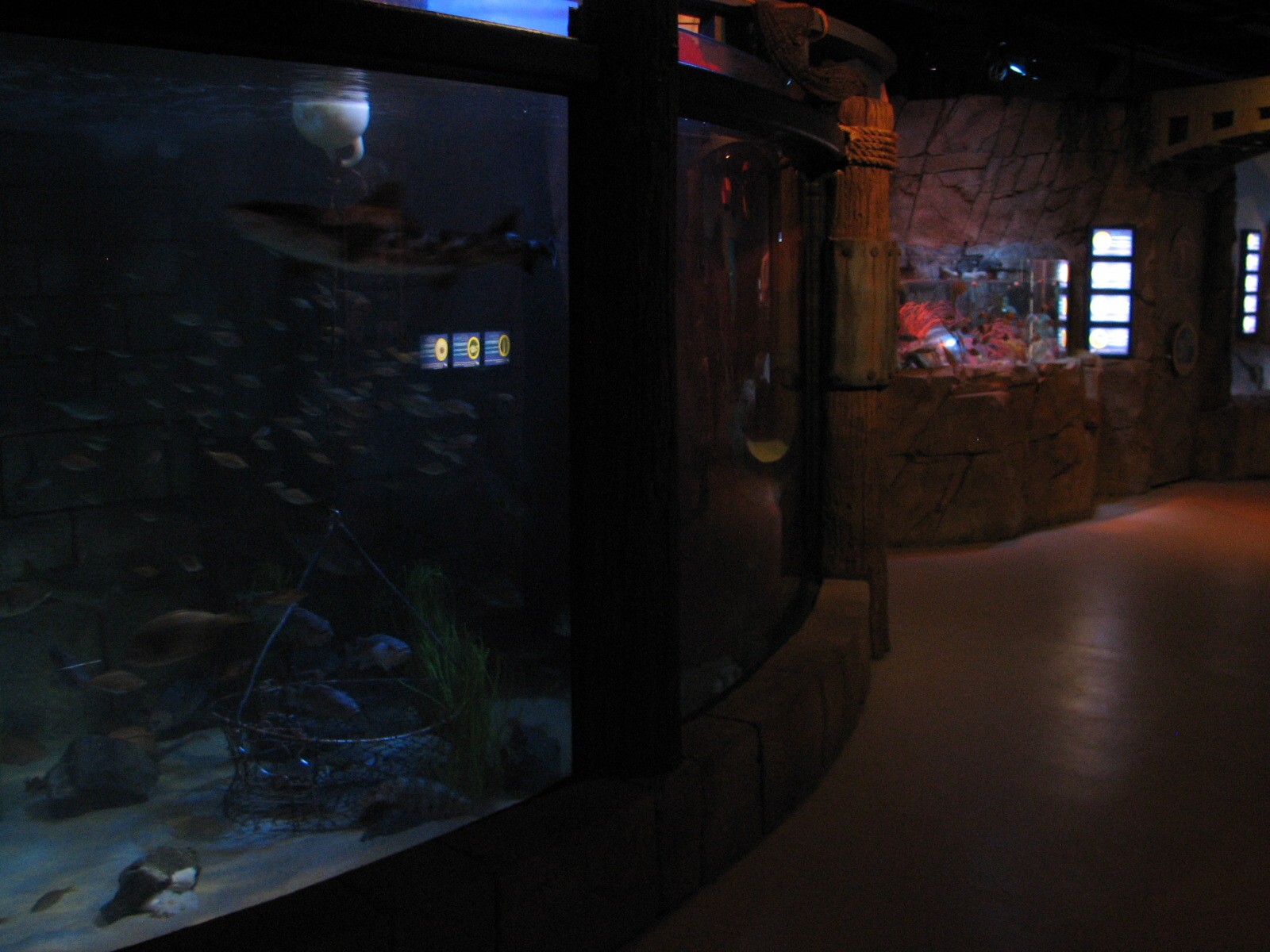 San Francisco Harbor - Leopard Shark Exhibit
