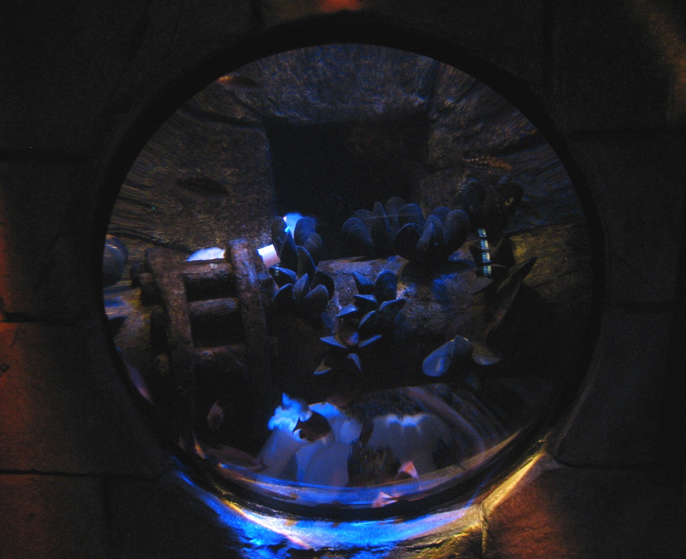 San Francisco Harbor - Mussel Exhibit