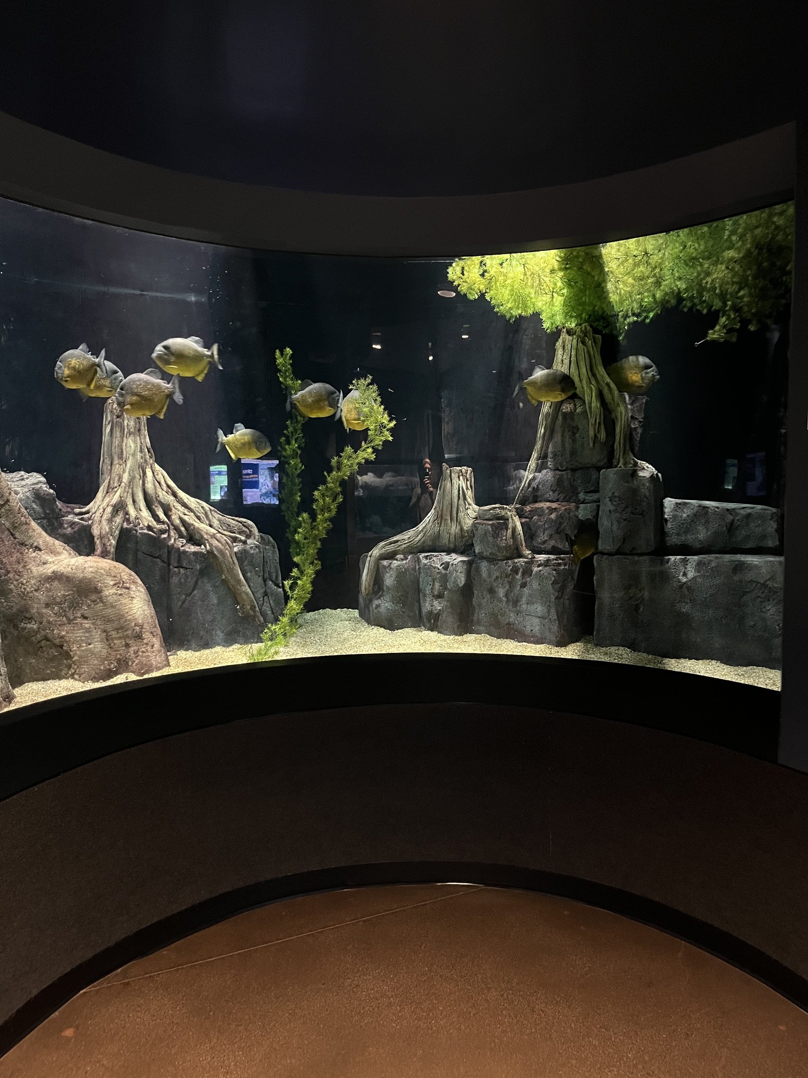 San Francisco Piranha Exhibit