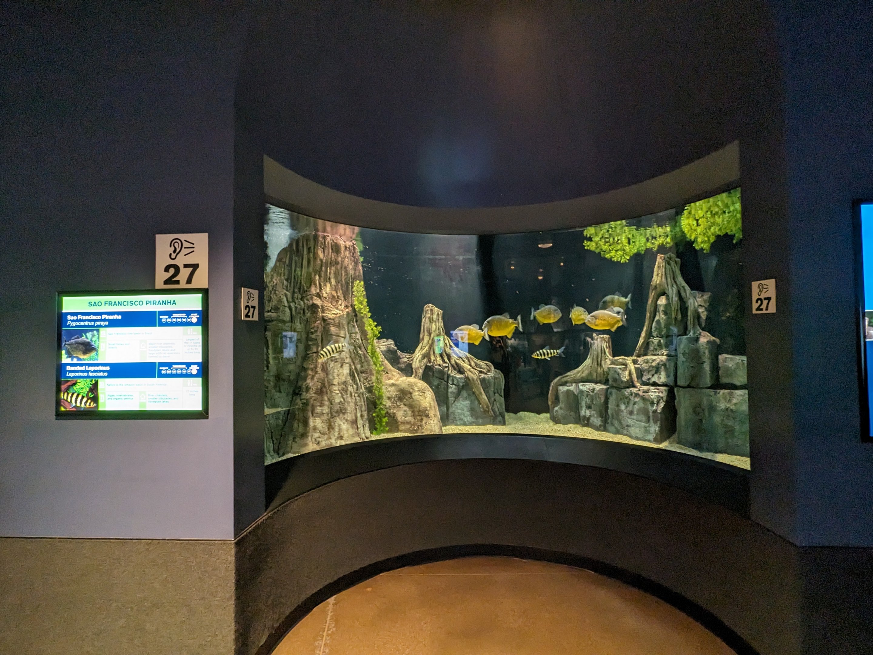 San Francisco Piranha