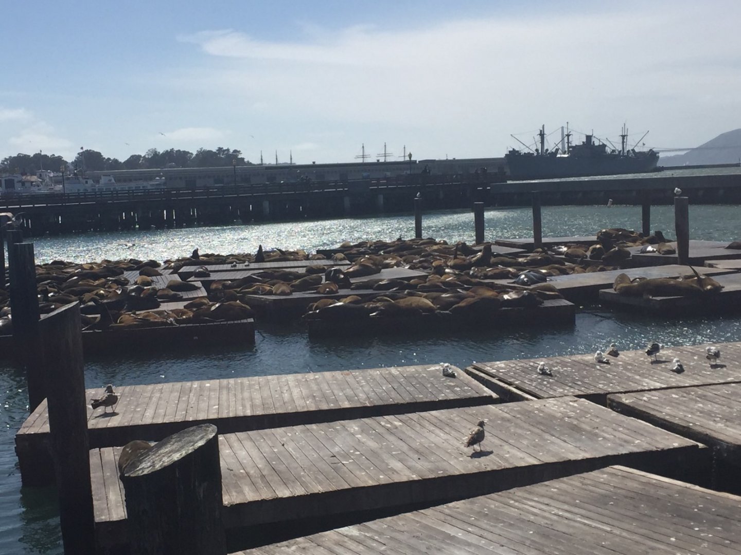 San Francisco sea lions