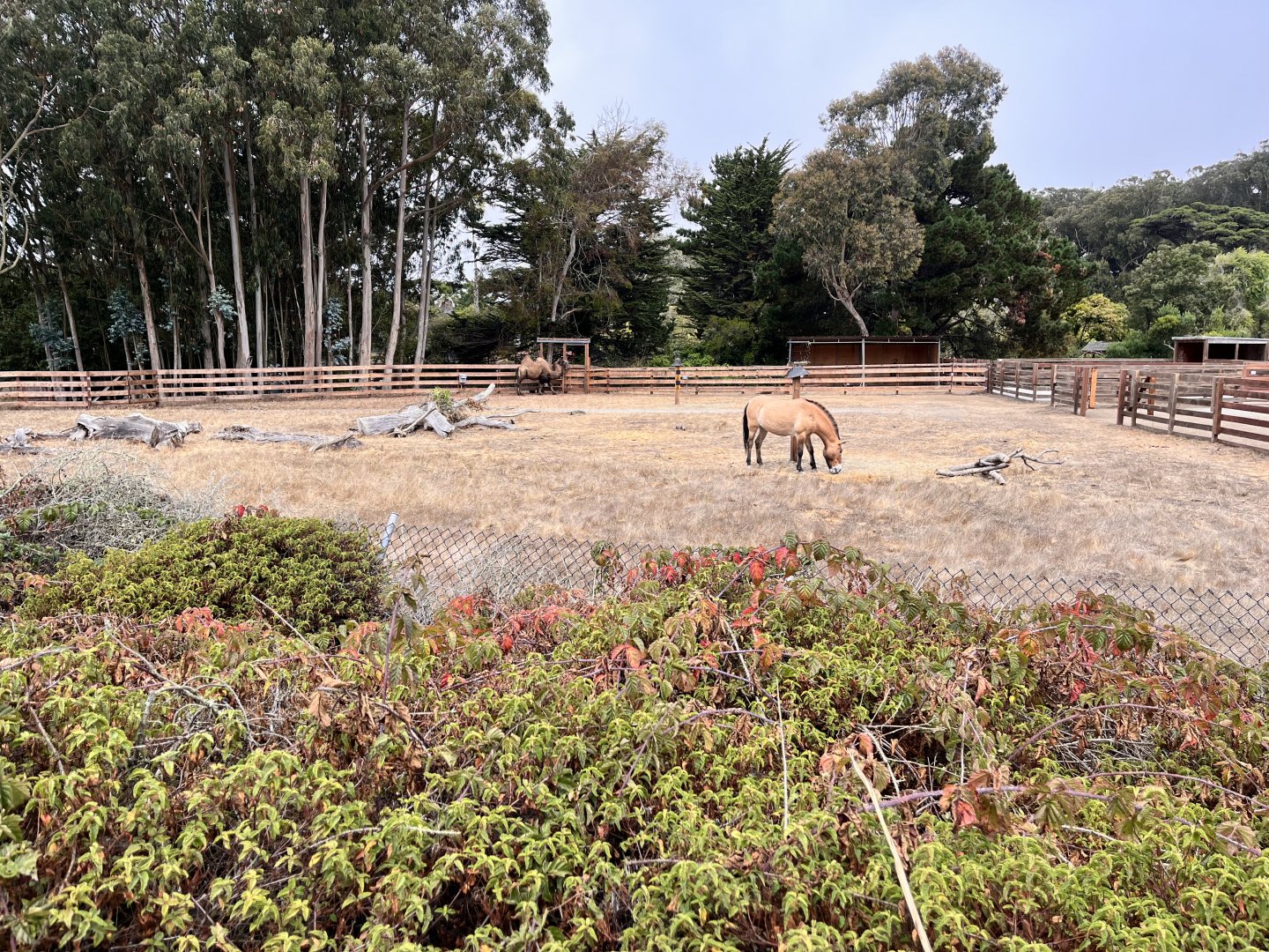 San Francisco Zoo Bactrian Camel and Przewalski's Horse Enclosure