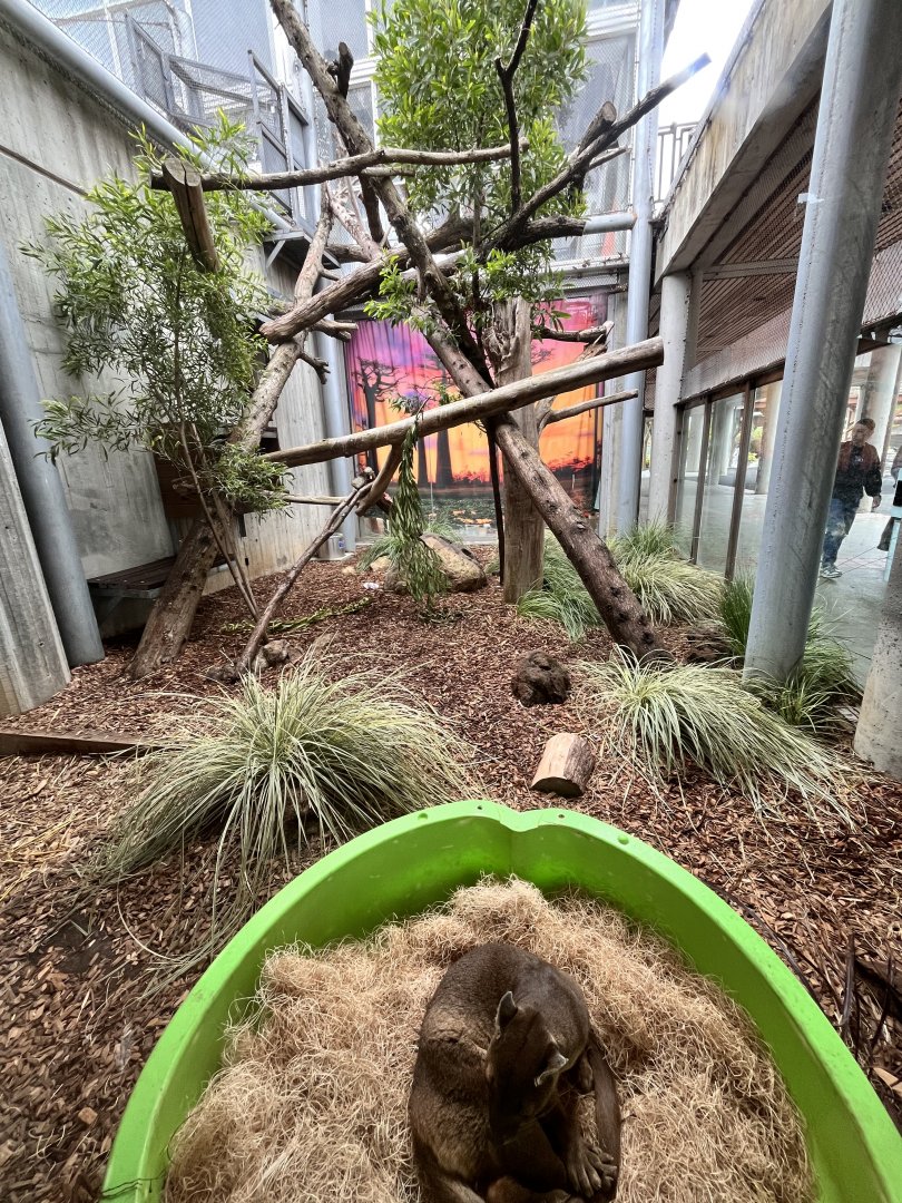 San Francisco Zoo Fossa Habitat