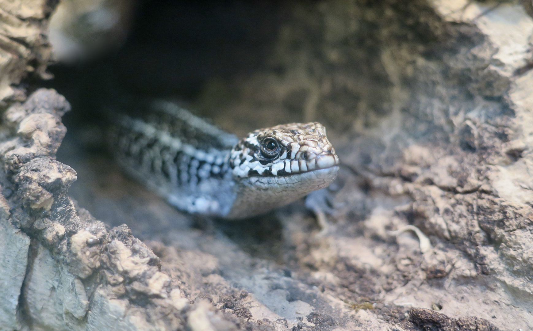 San Franscisco Alligator Lizard (Elgaria coerulea coerulea) "Drogon"