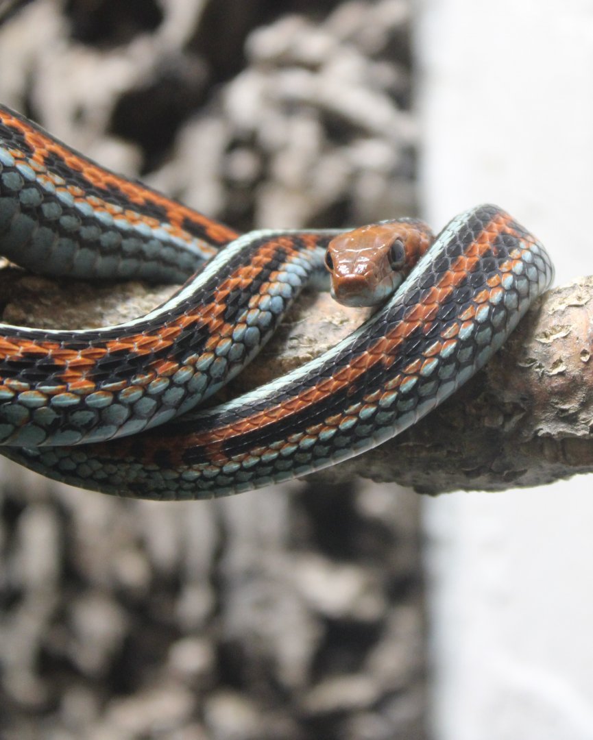 San Fransisco garter snake
