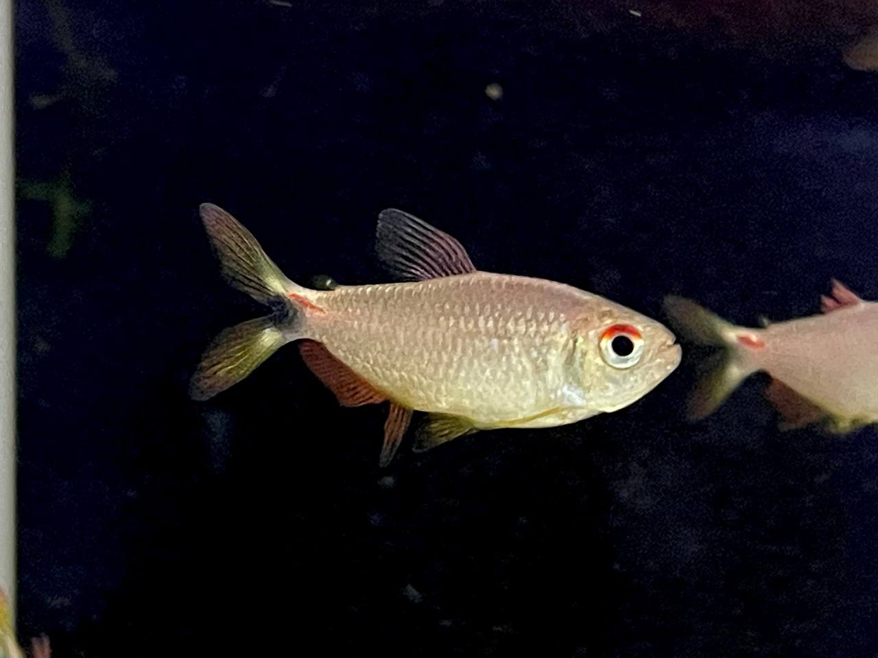San Gabriel Flame Tetra (Moenkhausia diktyota)