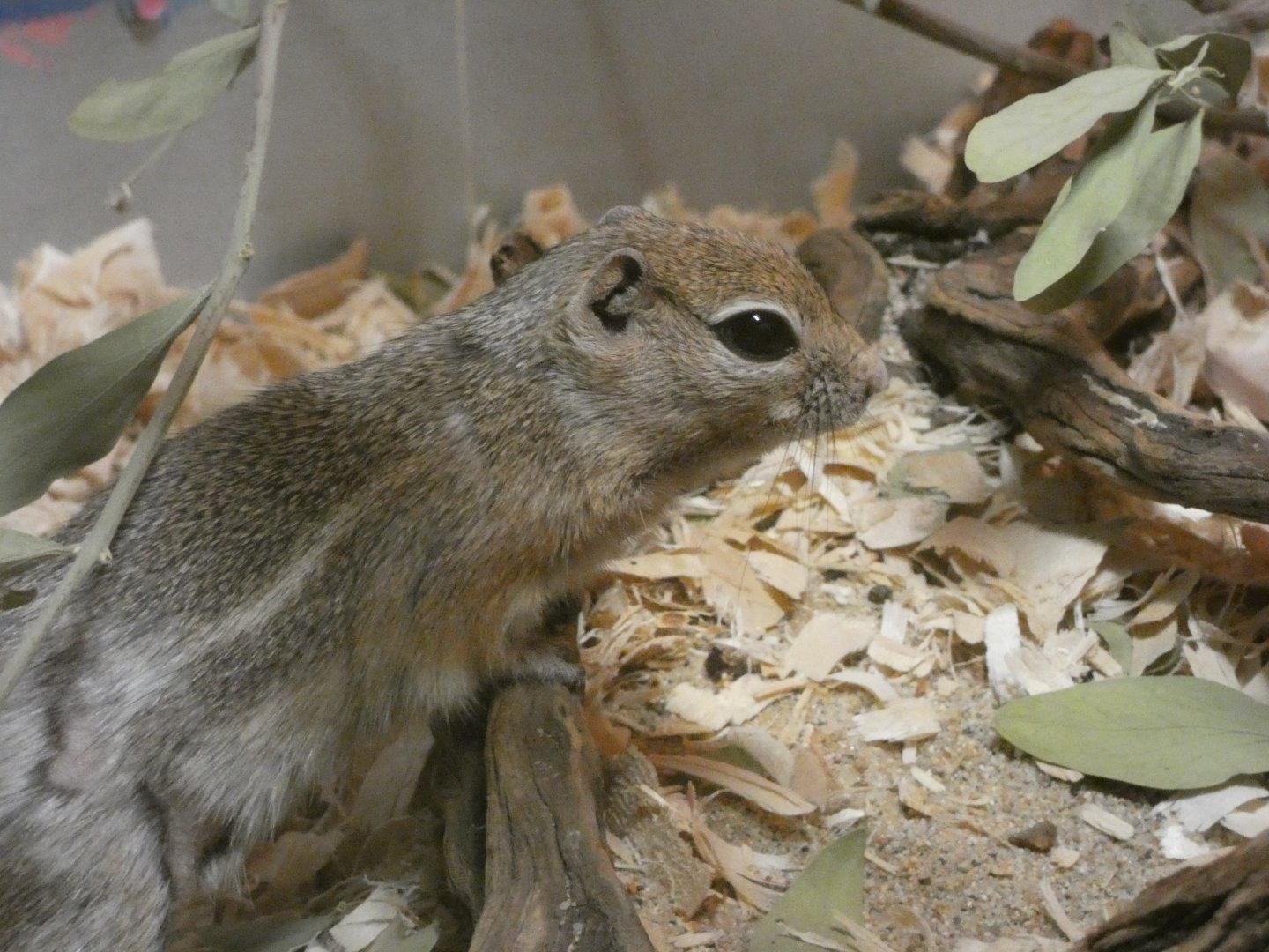San Joaquin antelope squirrel (Ammospermophilus nelsoni)