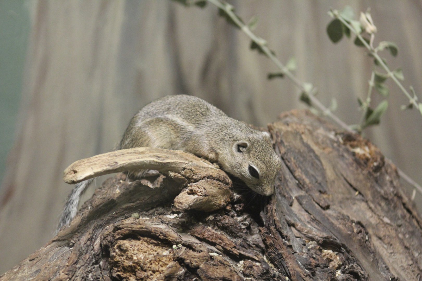 San Joaquin Antelope Squirrel