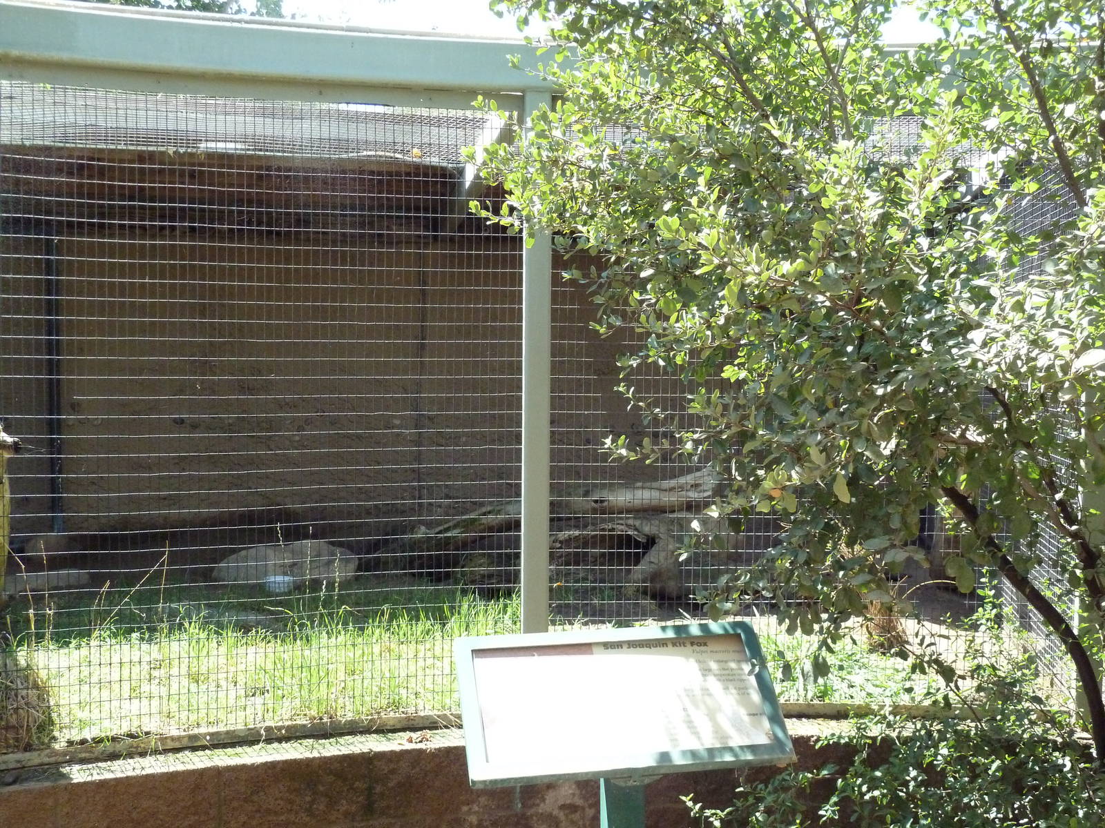 San Joaquin Kit Fox Exhibit