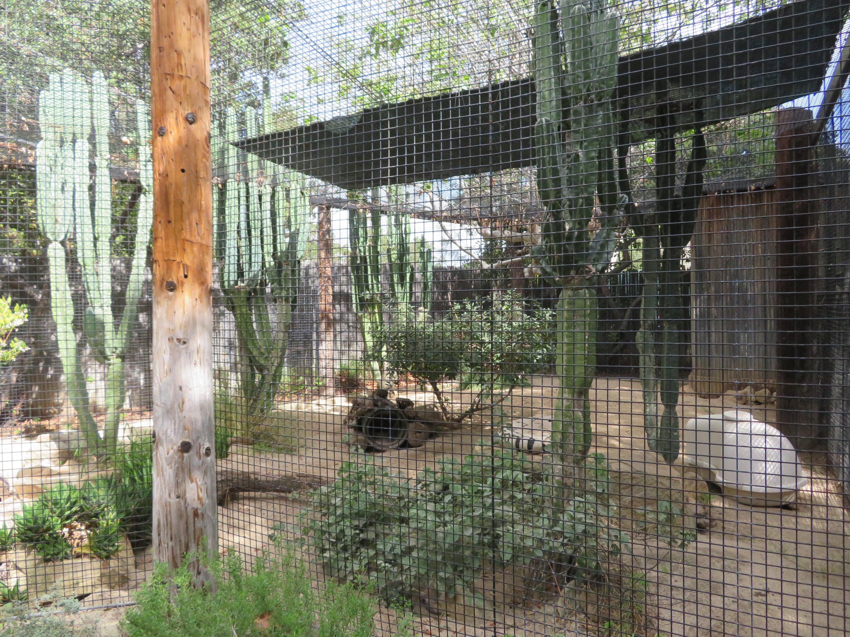 San Joaquin Kit Fox Exhibit