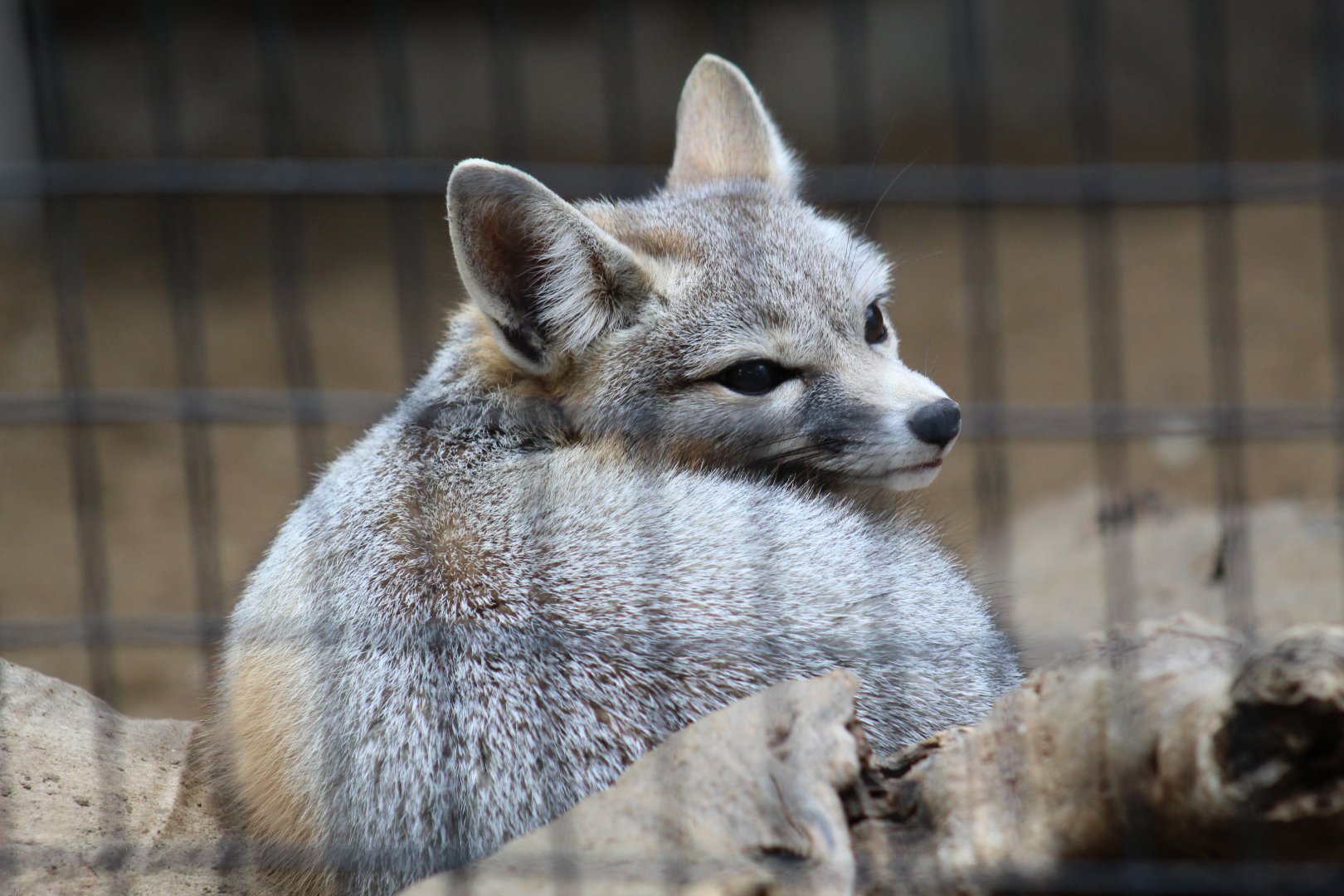 San Joaquin Kit Fox