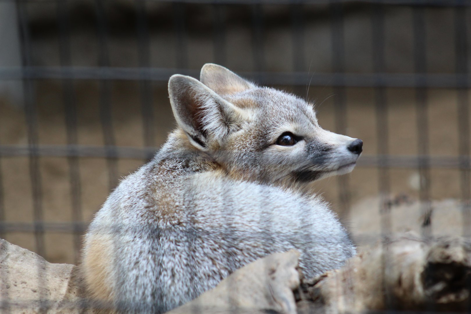 San Joaquin Kit Fox