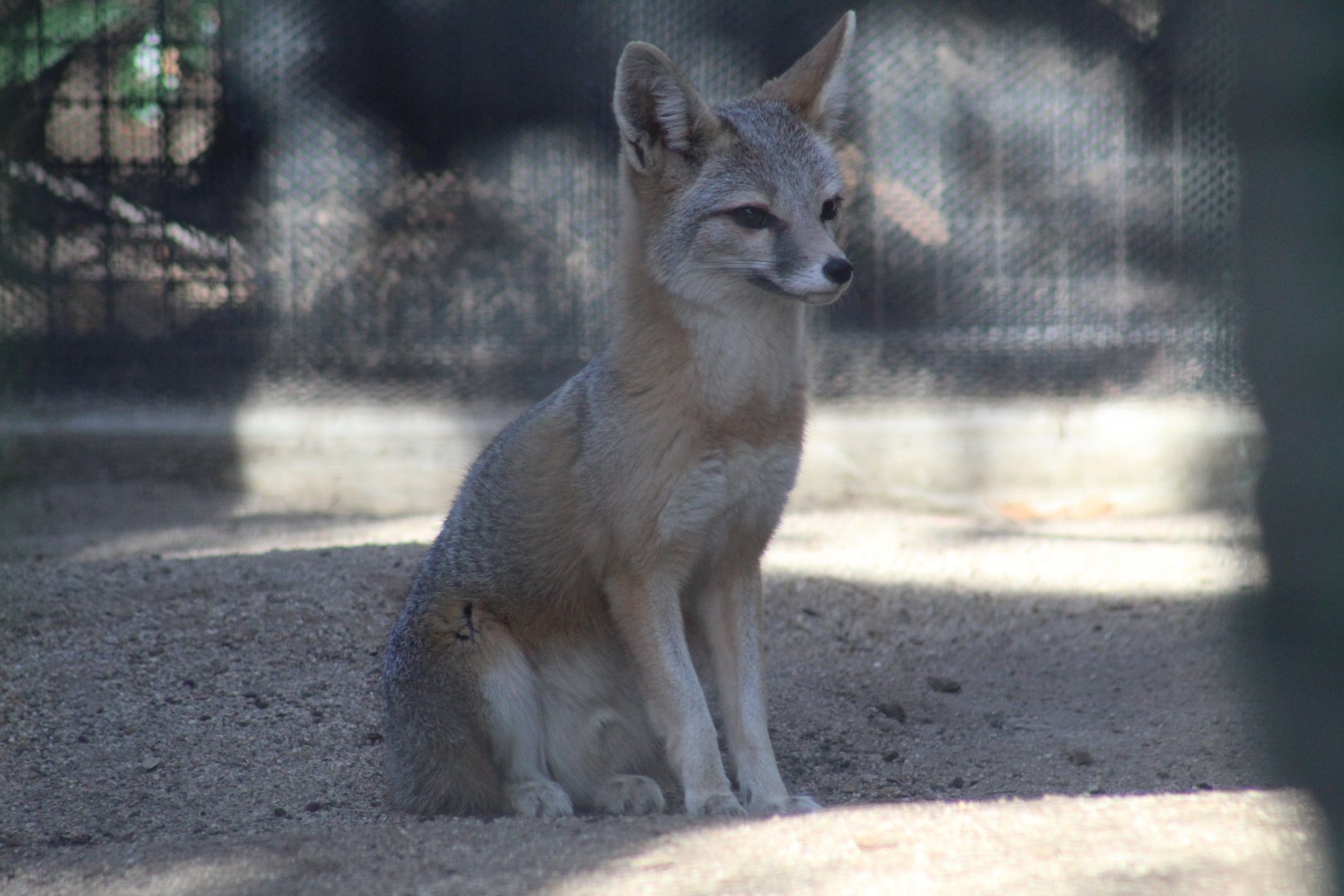 San Joaquin Kit Fox