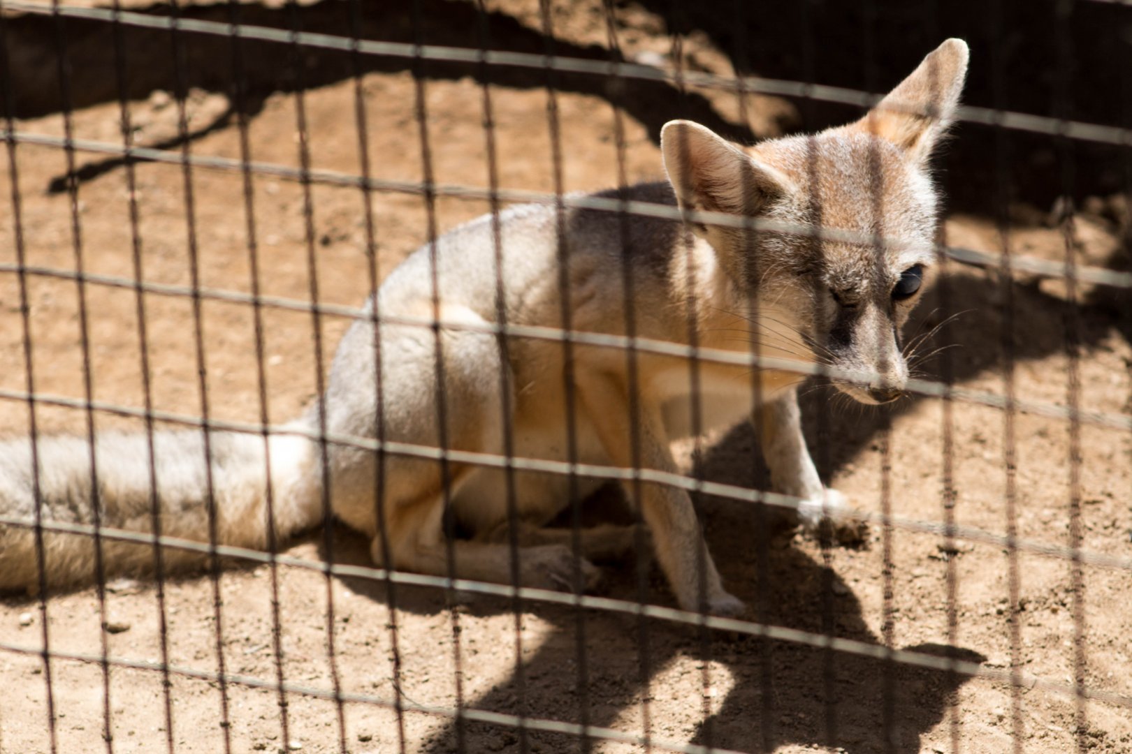 San Joaquin kit fox