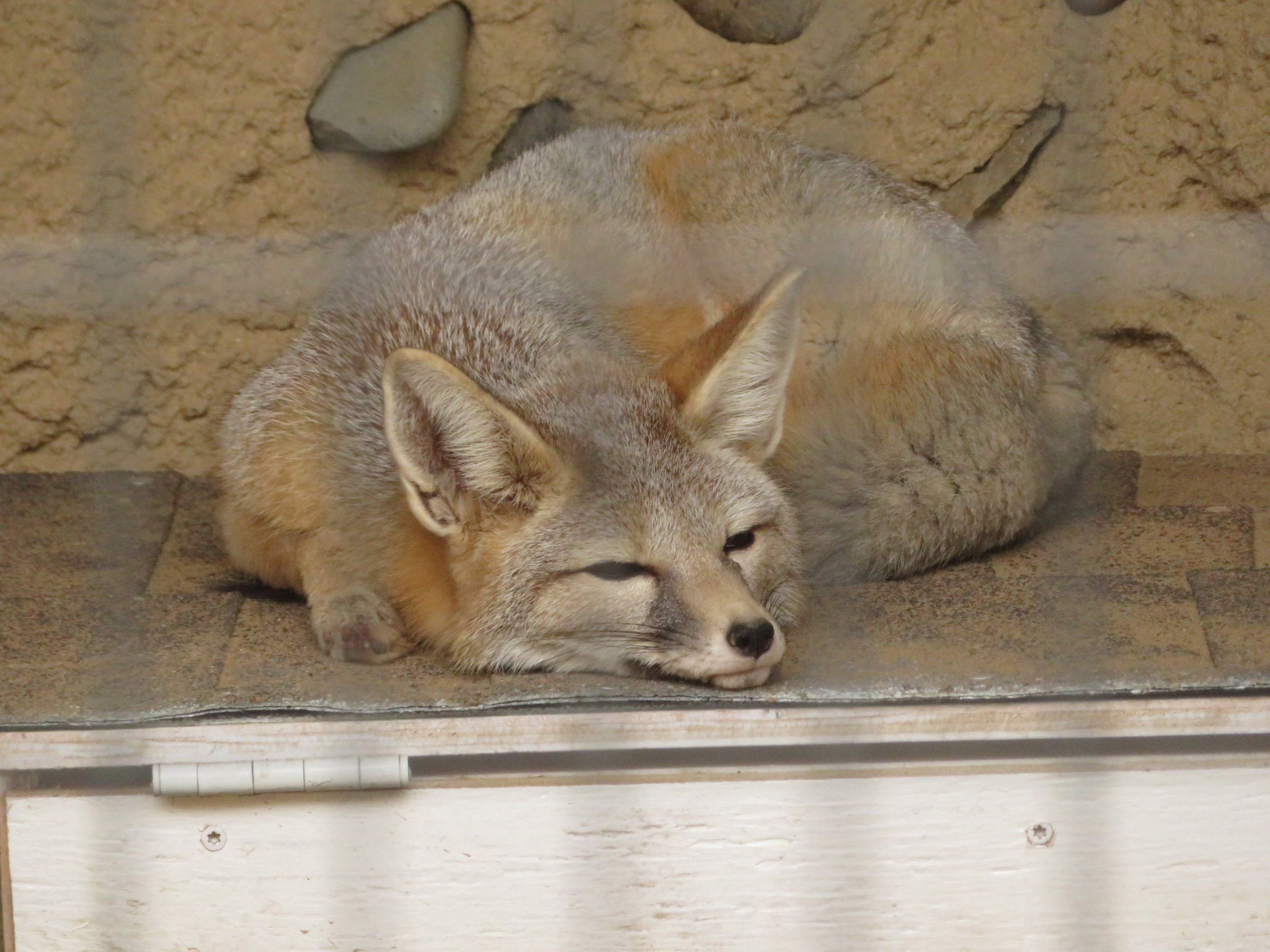 San Joaquin Kit Fox