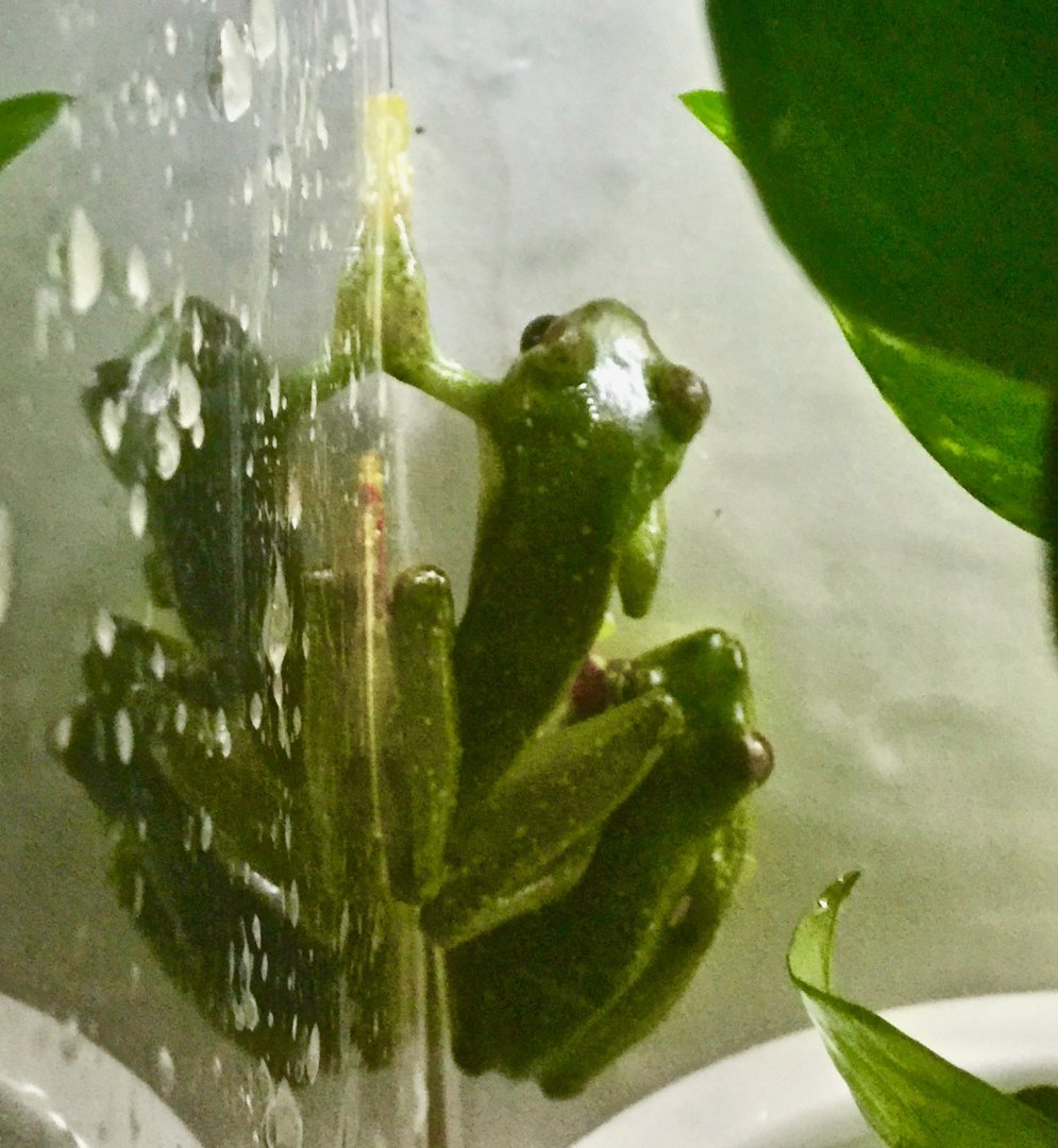 San Jose Cochran Frog (Cochranella euknemos)