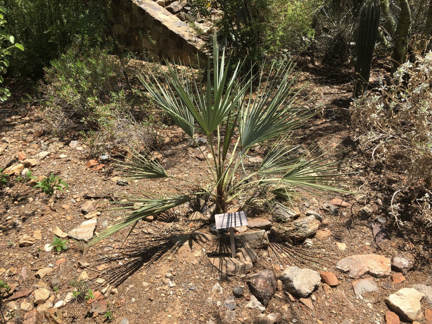 San Jose Hesper Palm