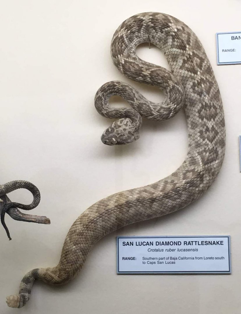 San lucan diamond rattlesnake (Crotalus ruber lucasensis)