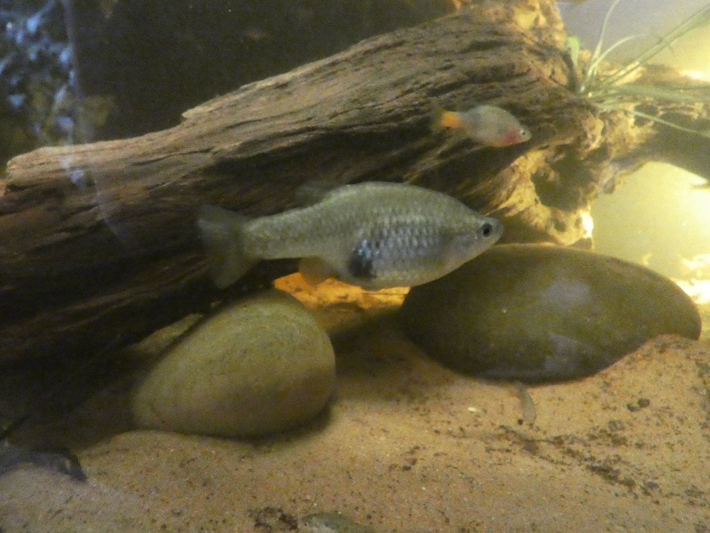 San Marcos red-tail spitfin