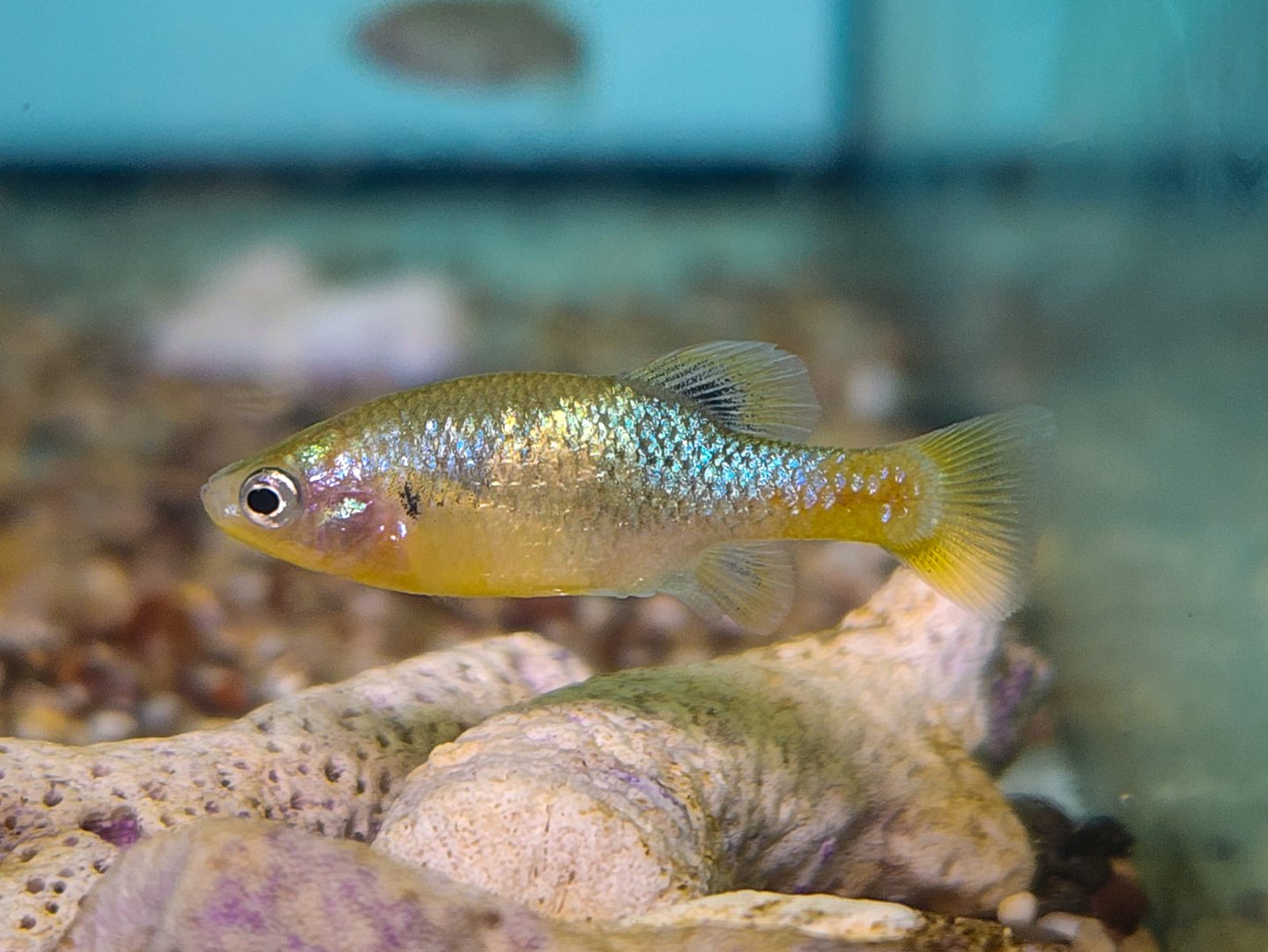 San Marcos Redtail Splitfin (Xenotoca doadrioi)