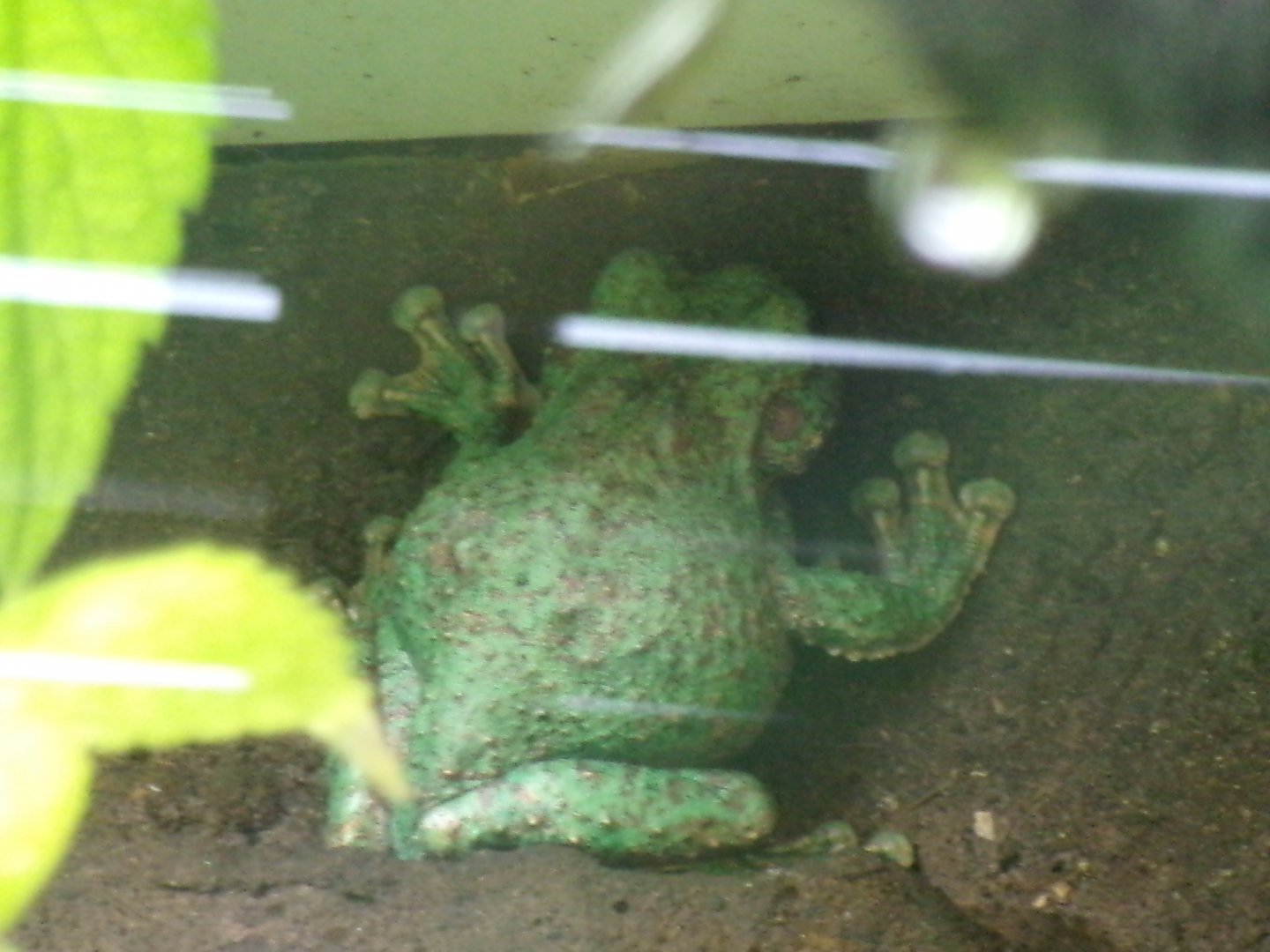 San Martin fringe-limbed treefrog