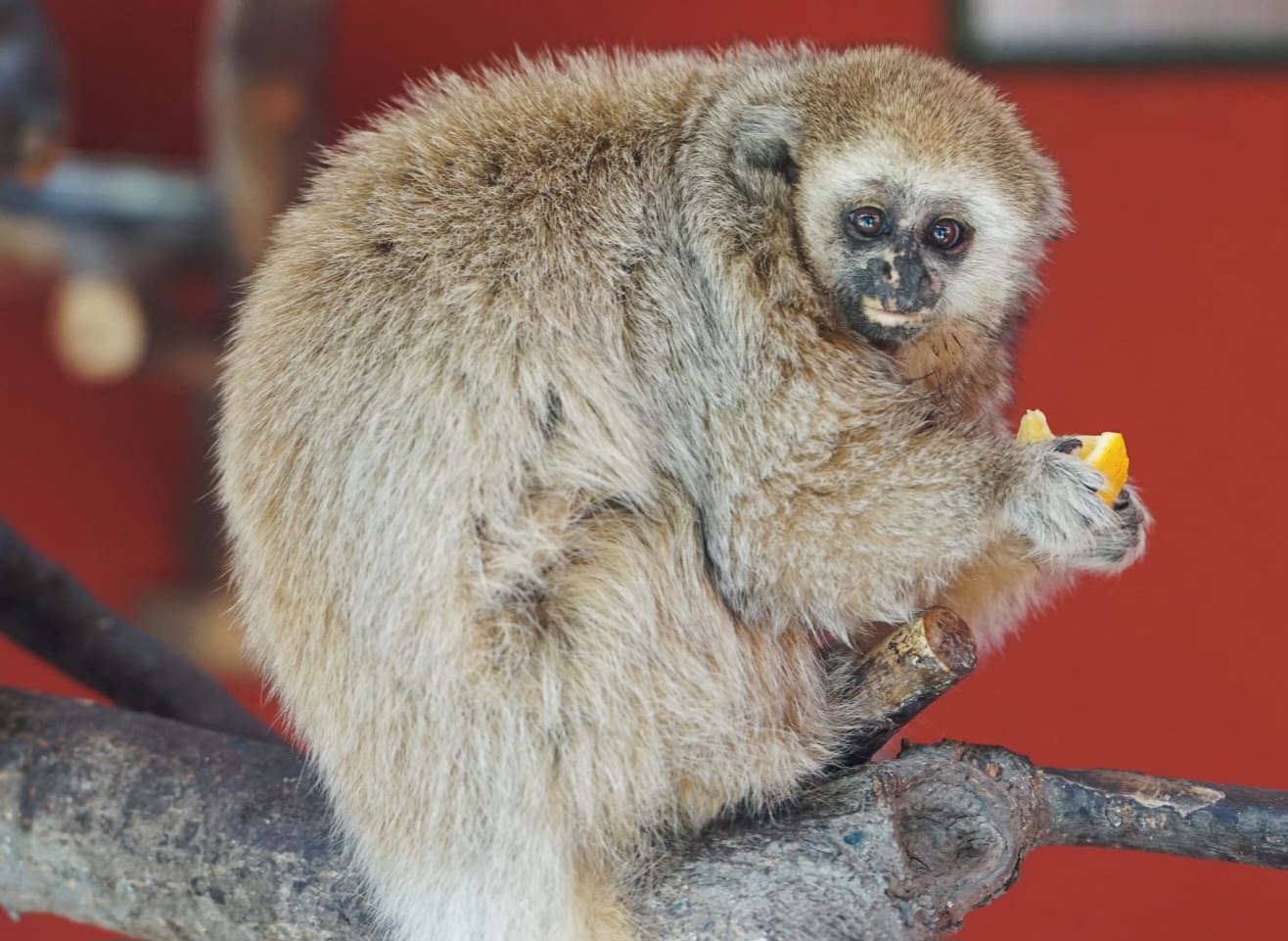 San Martín Titi Monkey