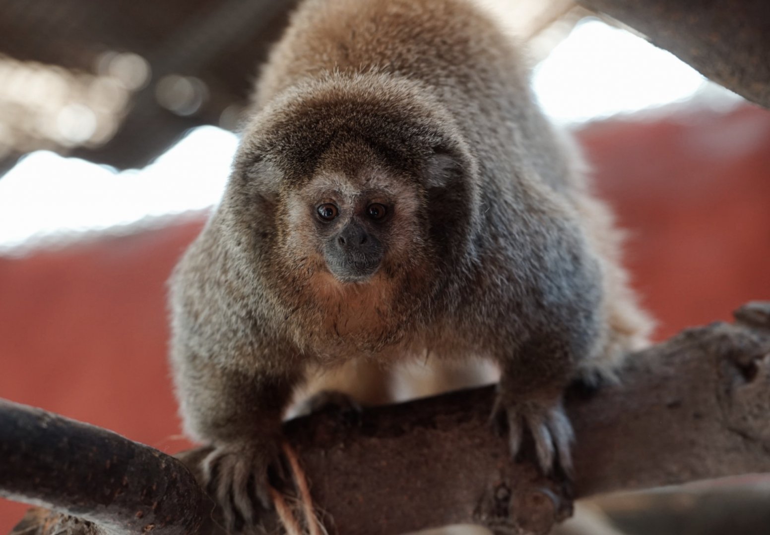 San Martín Titi Monkey