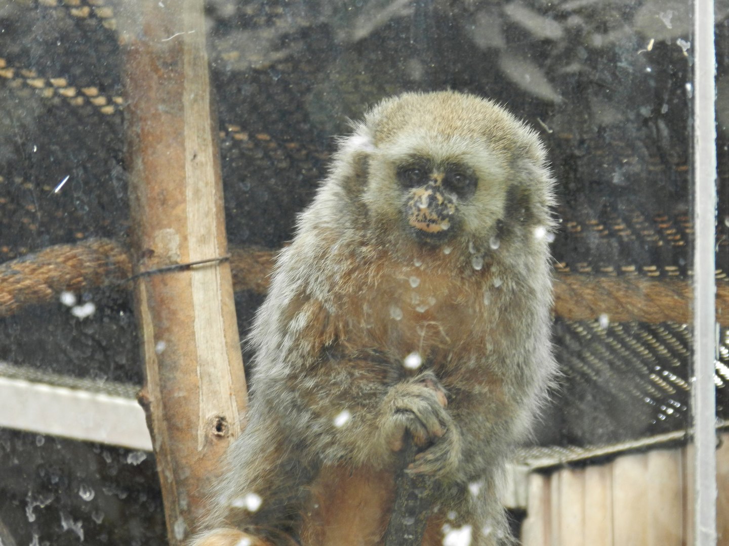 San Martin titi - Parque Zoológico Huachipa