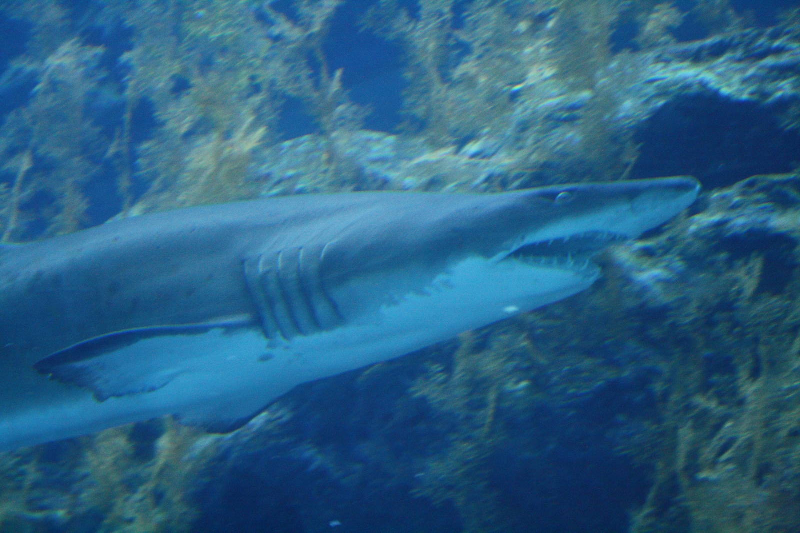 San Tiger Shark (?)