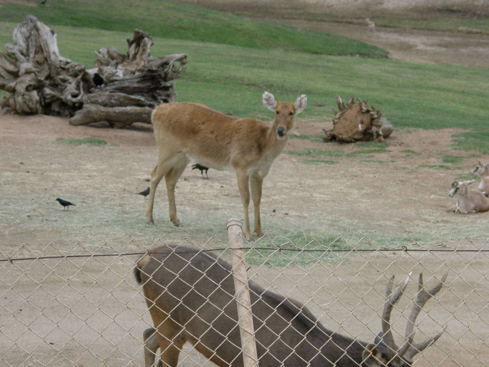 san_diego_2009_set_2_160