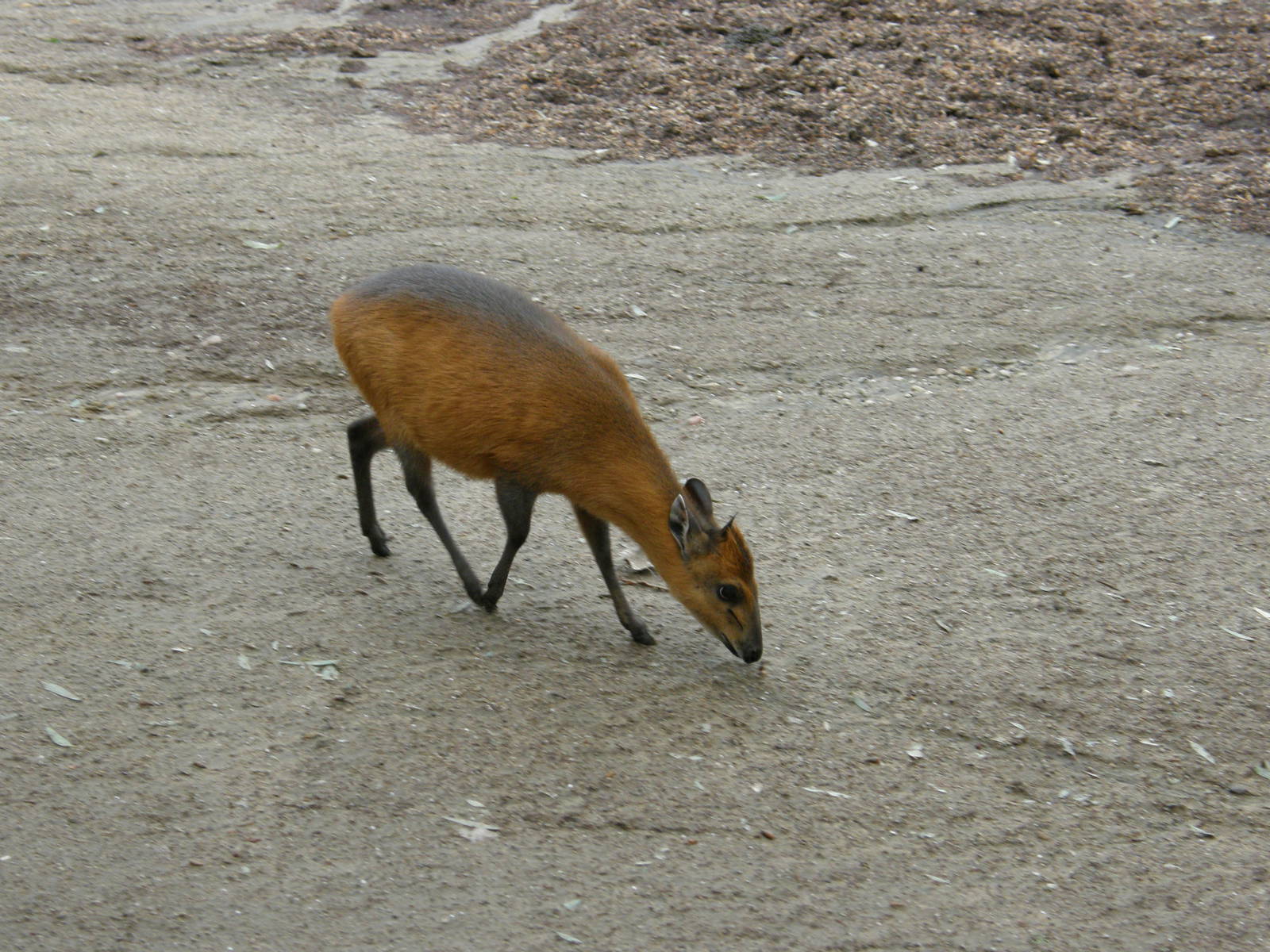 san_diego_2009_set_2_263