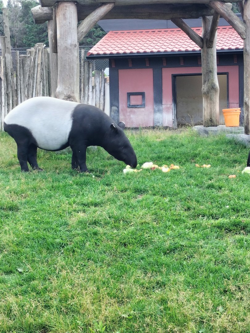 Sanaé the Malayan Tapir