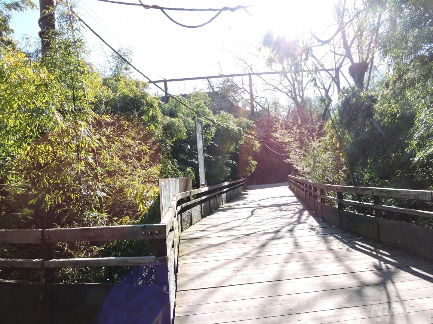 Sanctuaire des okapis [2015]