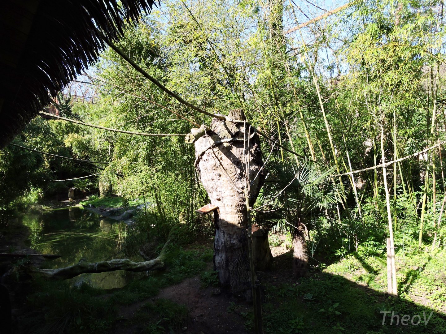 Sanctuaire des okapis [2015]