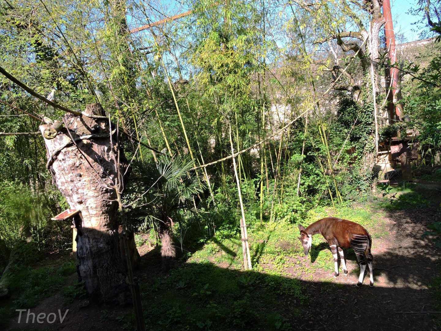 Sanctuaire des okapis [2015]