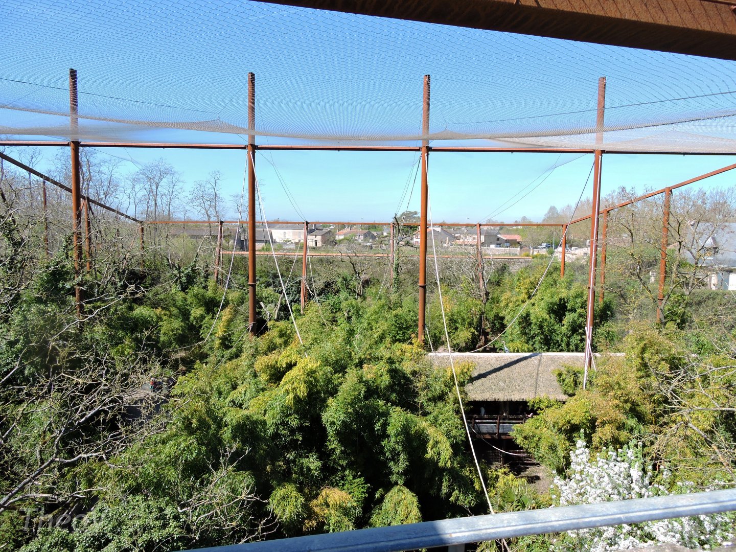 Sanctuaire des okapis [2015]