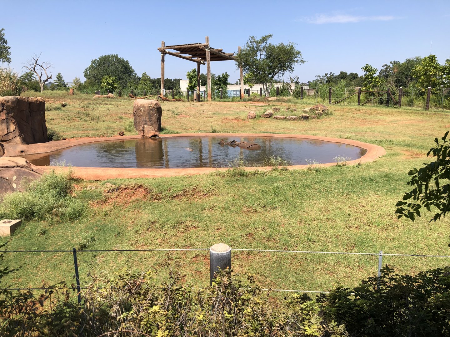 Sanctuary Asia Indian Rhino