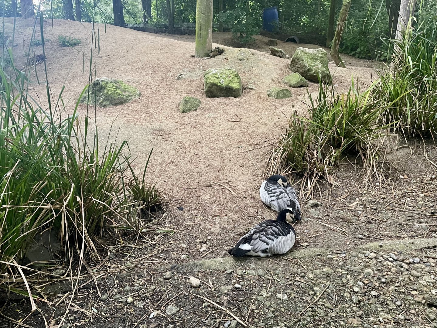 Sand Bank in Ken West Aviary