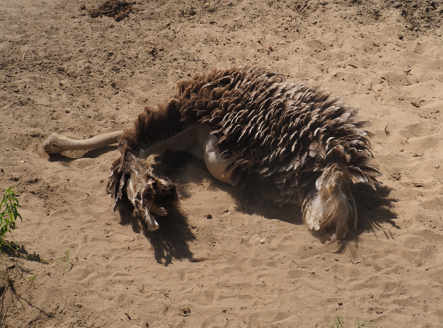 Sand-bathing North African ostrich (Struthio camelus camelus), 2024-06-30