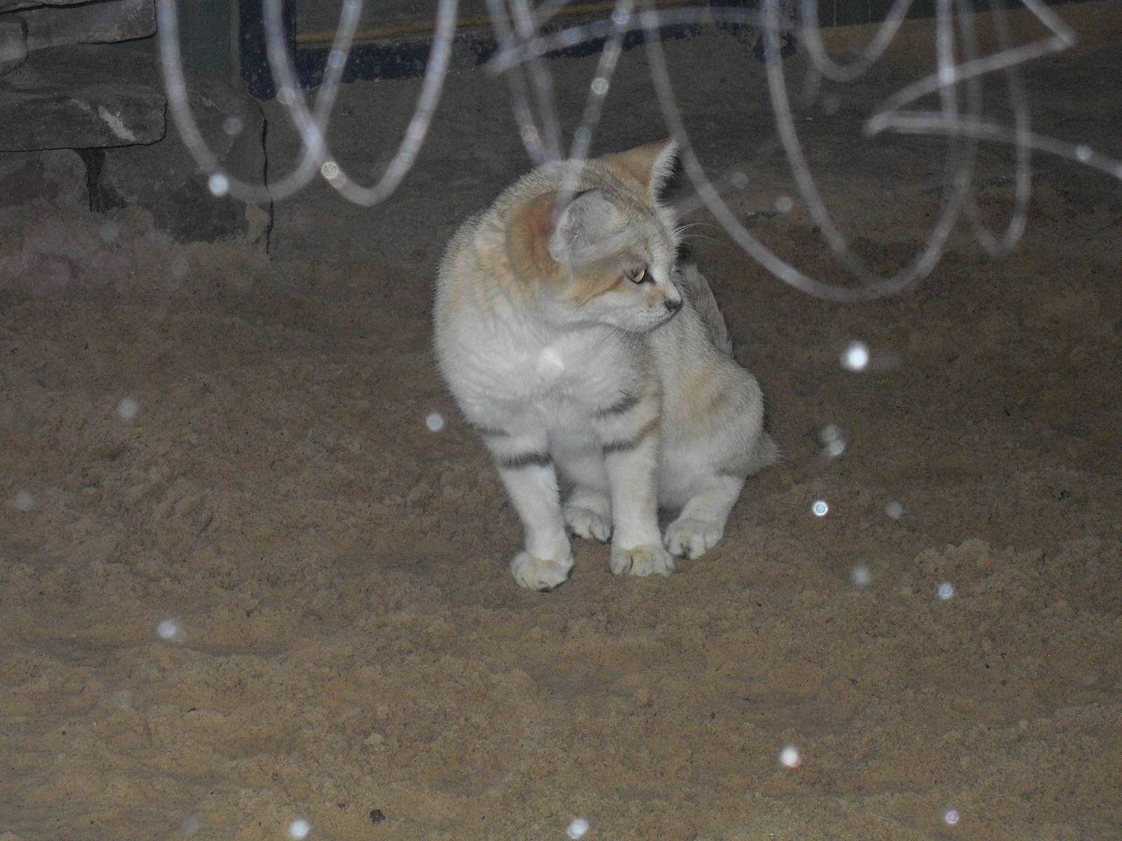 sand cat 030910