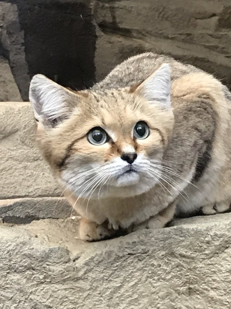 Sand cat 040319
