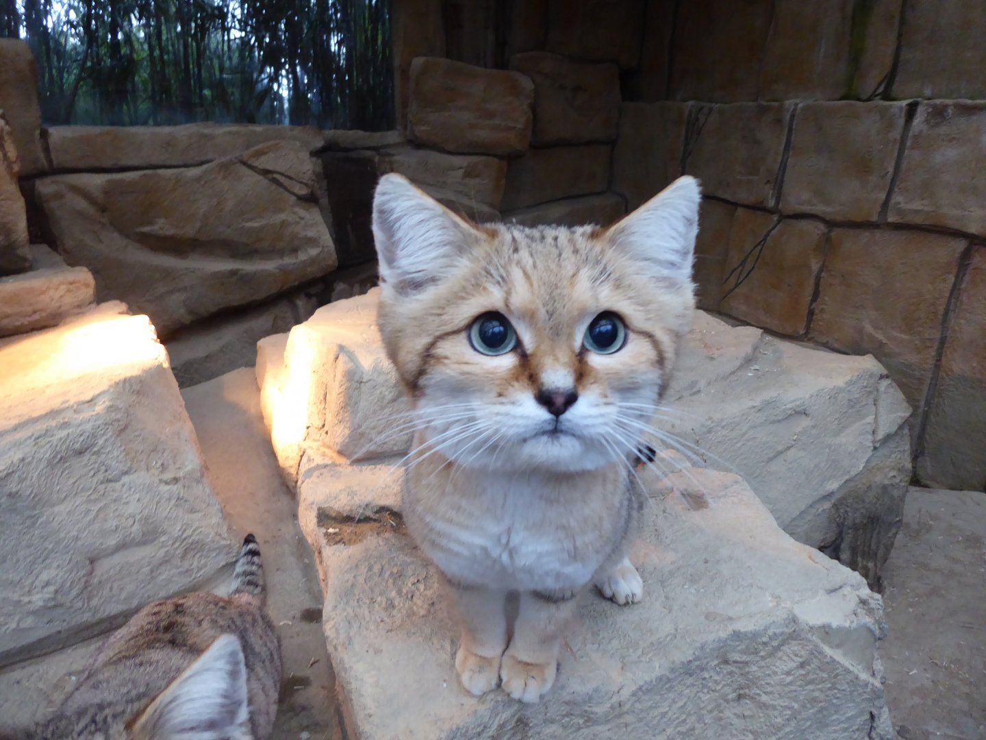 Sand cat 040319